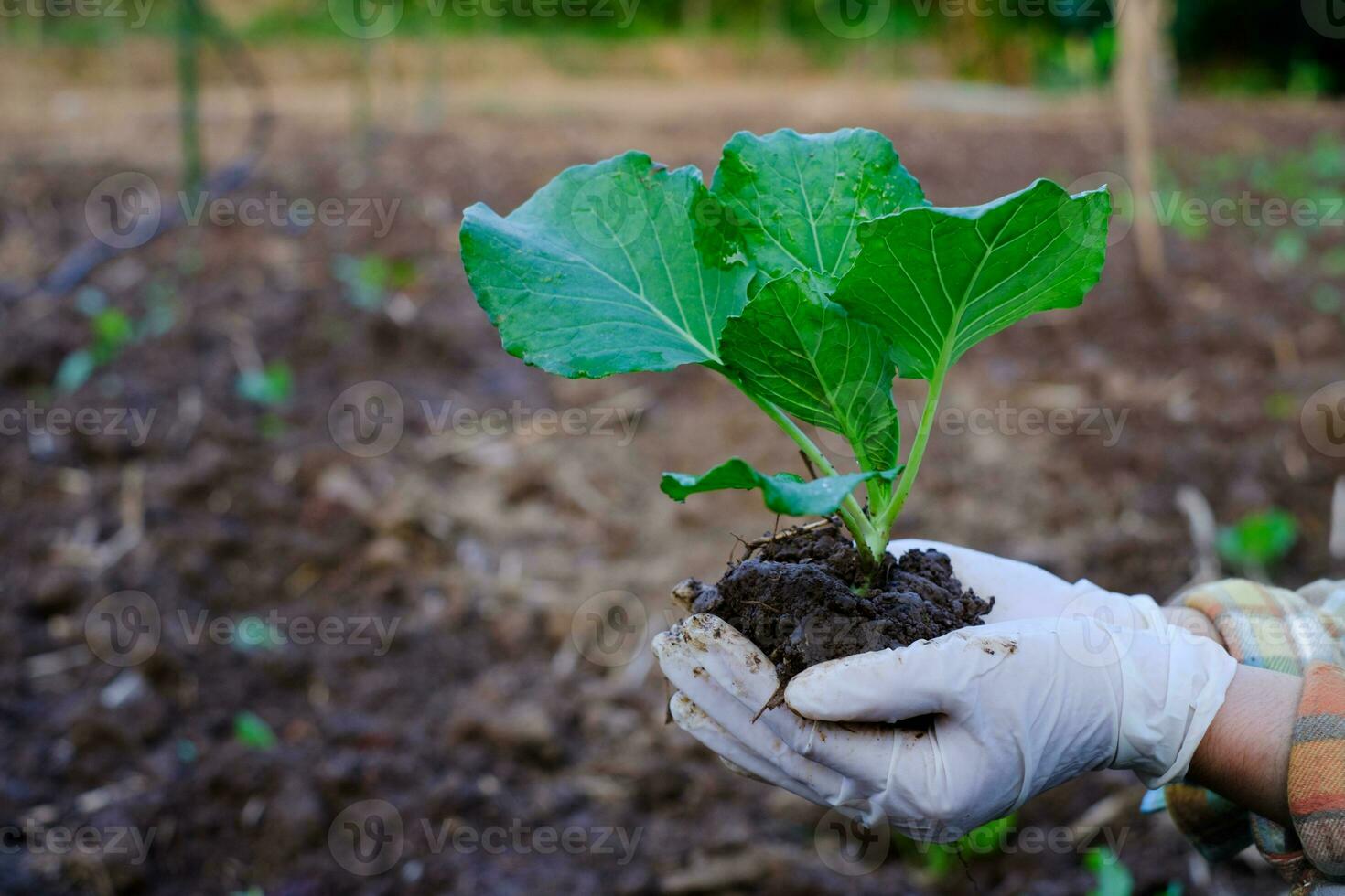 mano del giardiniere che tiene la verdura del cavolo della piantina nell'azienda agricola organica foto