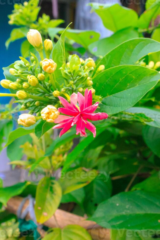 Doppio rangoon pianta rampicante flore plena quisqualis indica. foto