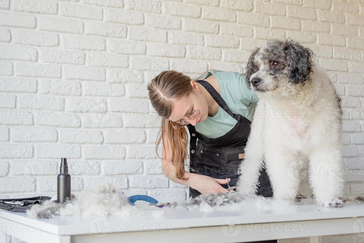 donna sorridente toelettatura bichon frise cane in salon foto