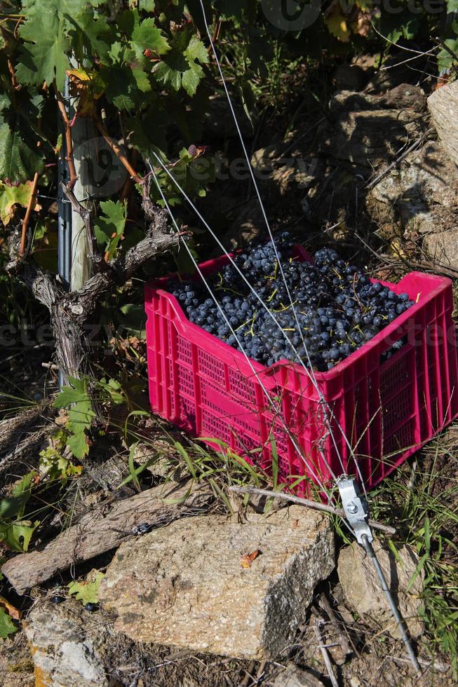 Scatole piene di uva nella vendemmia, ribeira sacra, Galizia, Spagna foto