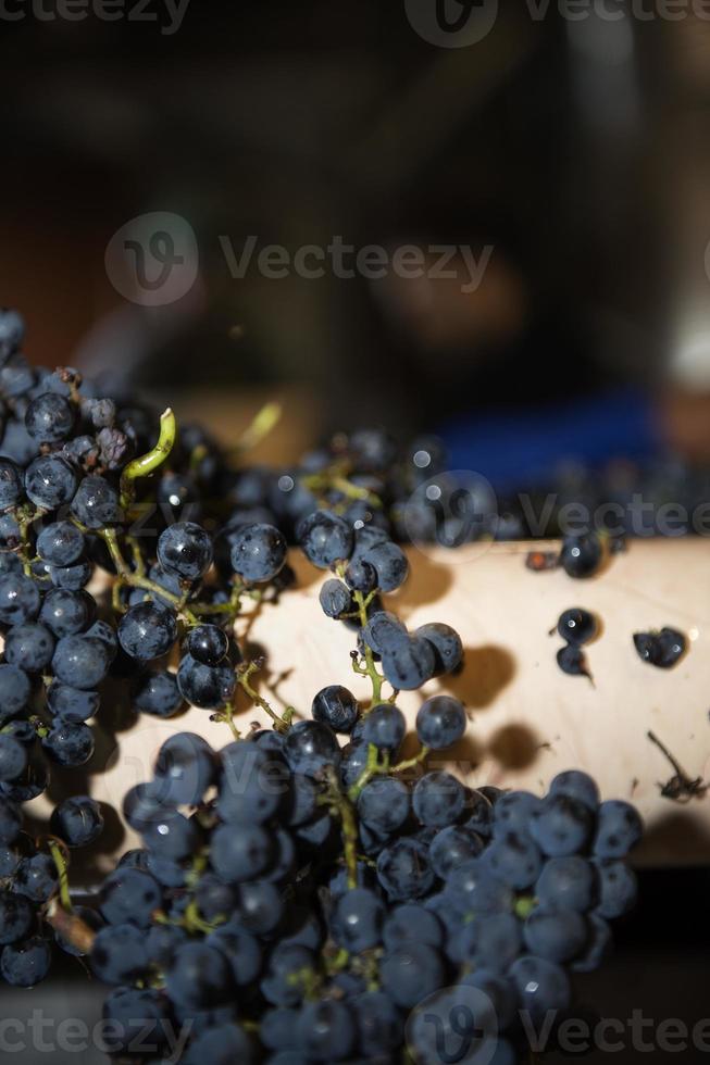 nastro trasportatore dell'uva, viticoltura eroica nella ribeira sacra, galizia, lugo, orense, spagna foto