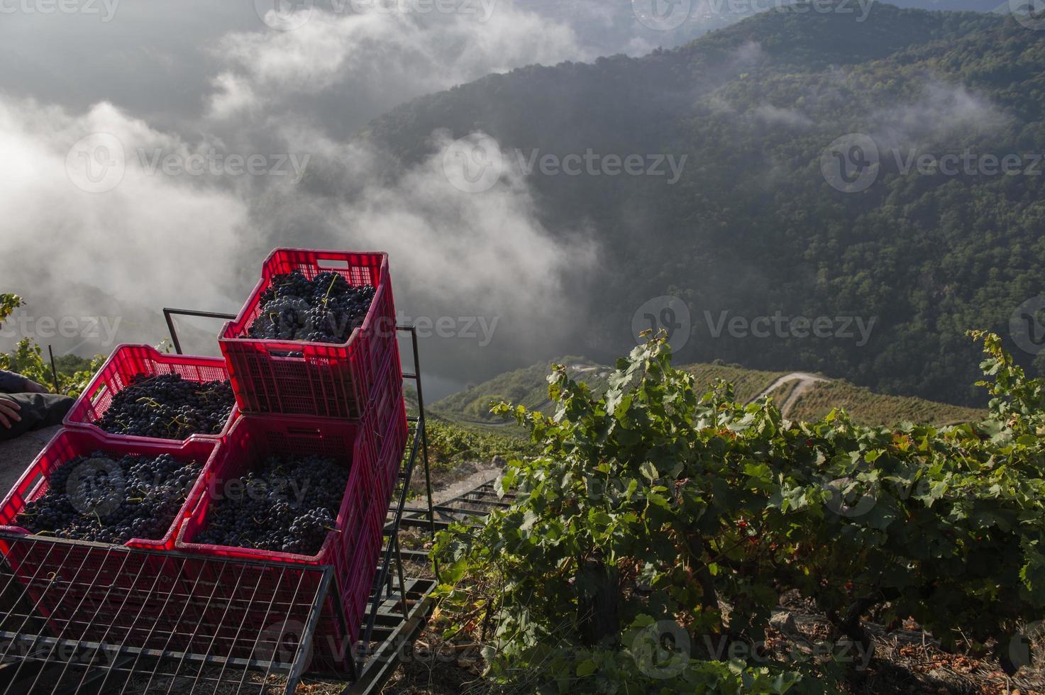 elevatore del raccolto, viticoltura eroica nella ribeira sacra, galizia, lugo, orense, spagna foto