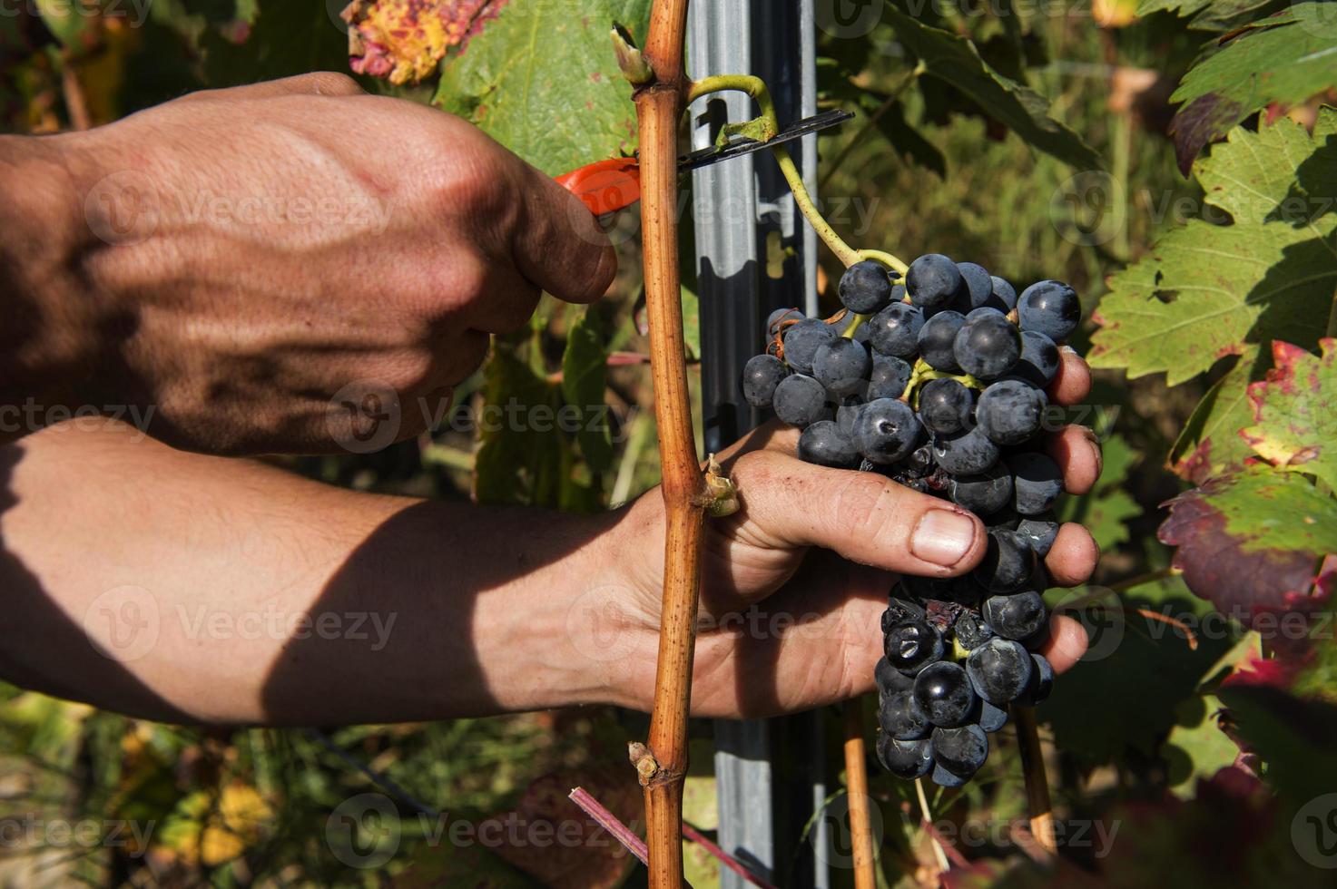 mani che tagliano grappoli d'uva con le forbici nella vendemmia, ribeira sacra, galizia, spagna foto