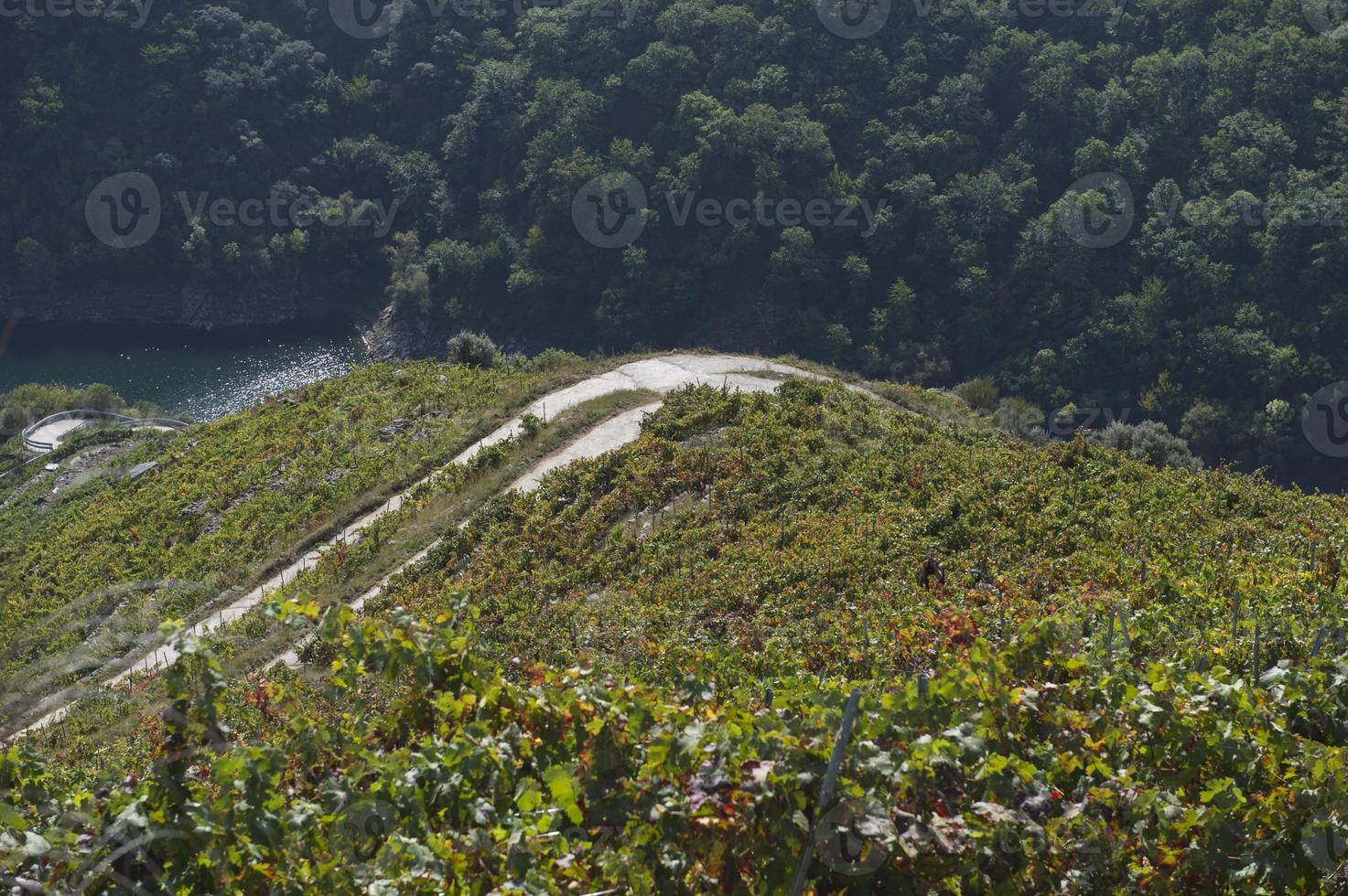 paesaggio di vigneti terrazzati sul fiume minho a ribeira sacra, galizia, spagna foto