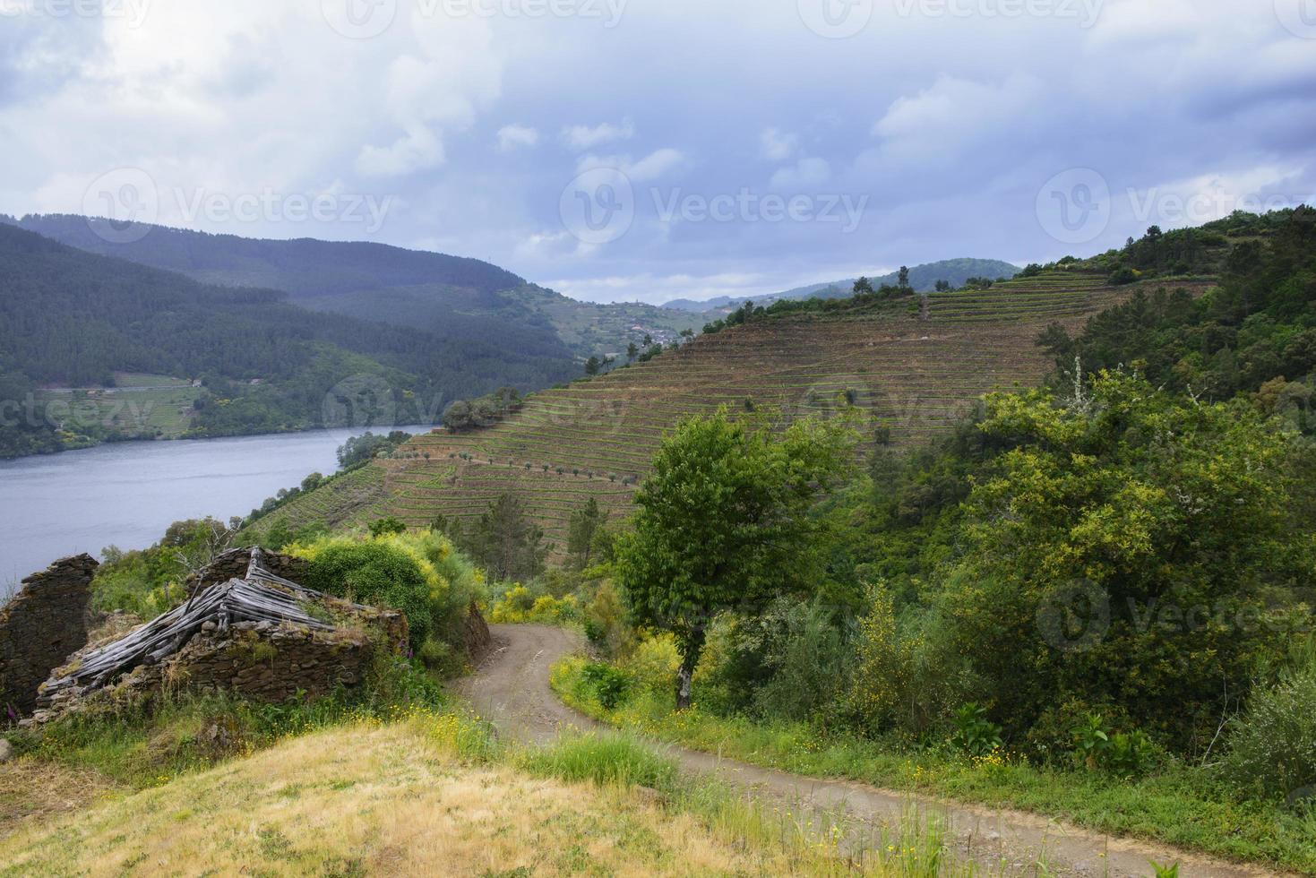 paesaggio di vigneti terrazzati sul fiume minho a ribeira sacra, galizia, spagna foto