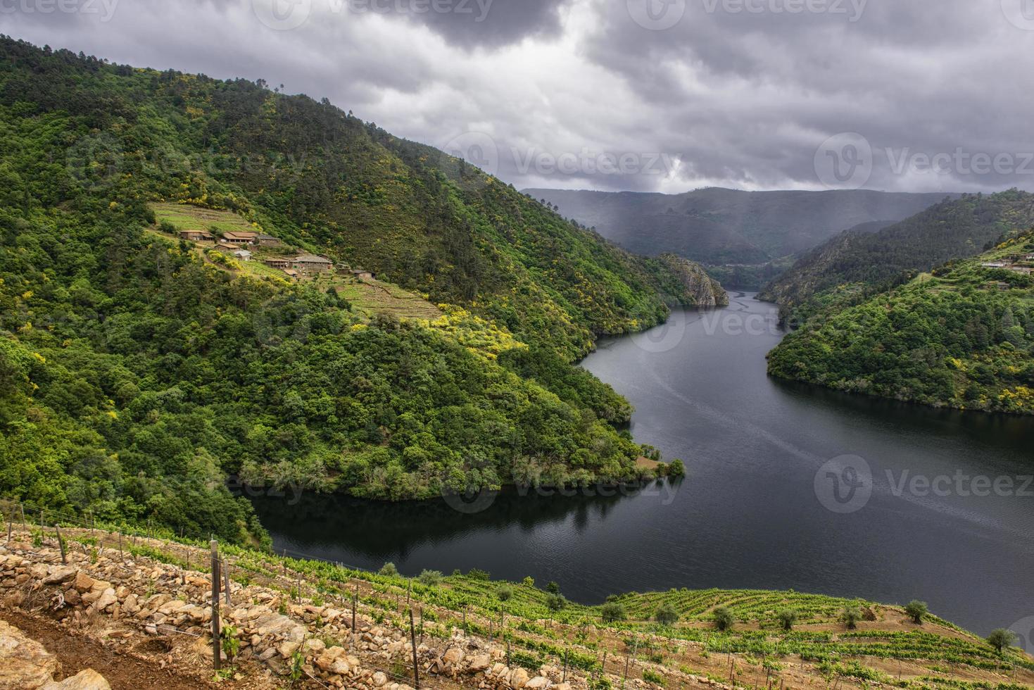 paesaggio di vigneti terrazzati sul fiume minho a ribeira sacra, galizia, spagna foto