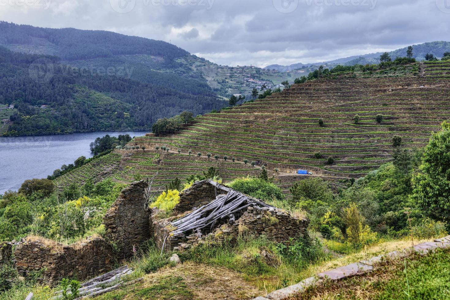 paesaggio di vigneti terrazzati sul fiume minho a ribeira sacra, galizia, spagna foto