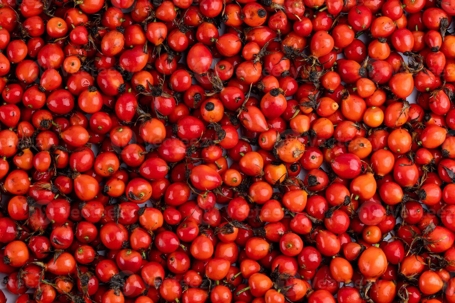 mucchio di rosso rosa canina rosa canina frutta pieno telaio sfondo e struttura foto