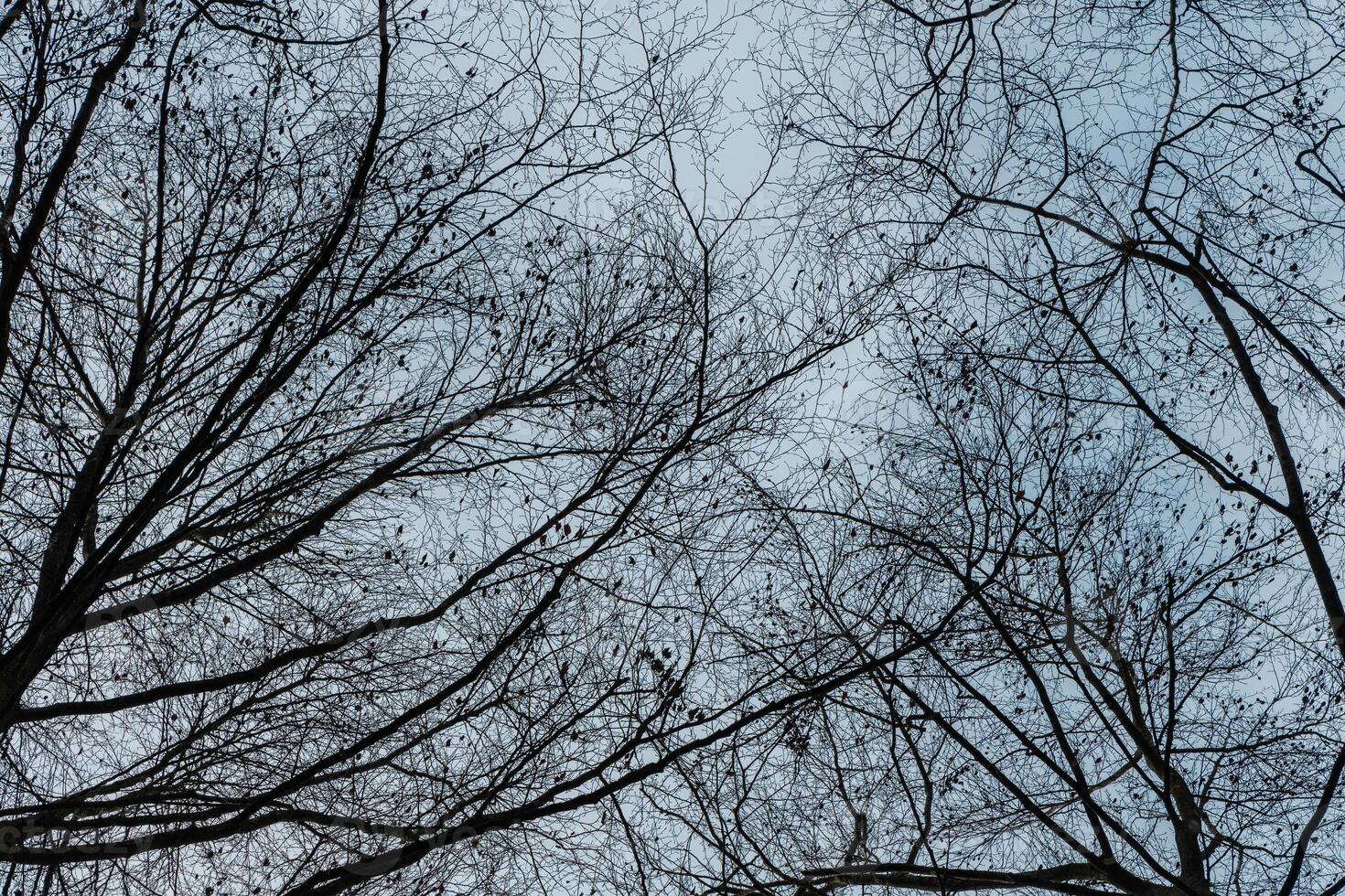 Basso angolo di spoglio rami di alberi contro il nuvoloso cielo nel un' foresta foto