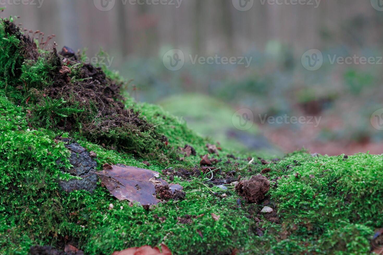 avvicinamento di verde muschio su il terra nel un' foresta foto