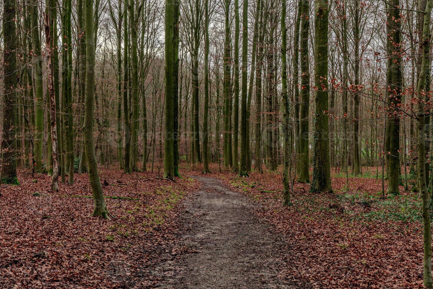 panoramico Visualizza di un' sentiero nel un' foresta su un autunno giorno foto