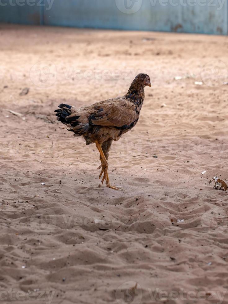 pollo animale domestico foto