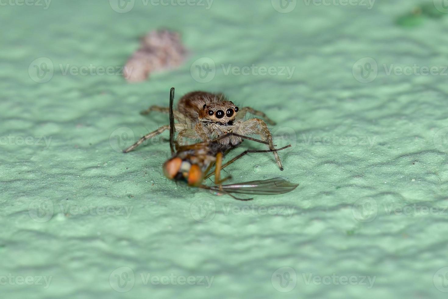 ragno saltatore dal muro grigio che preda una mosca dalle gambe lunghe foto