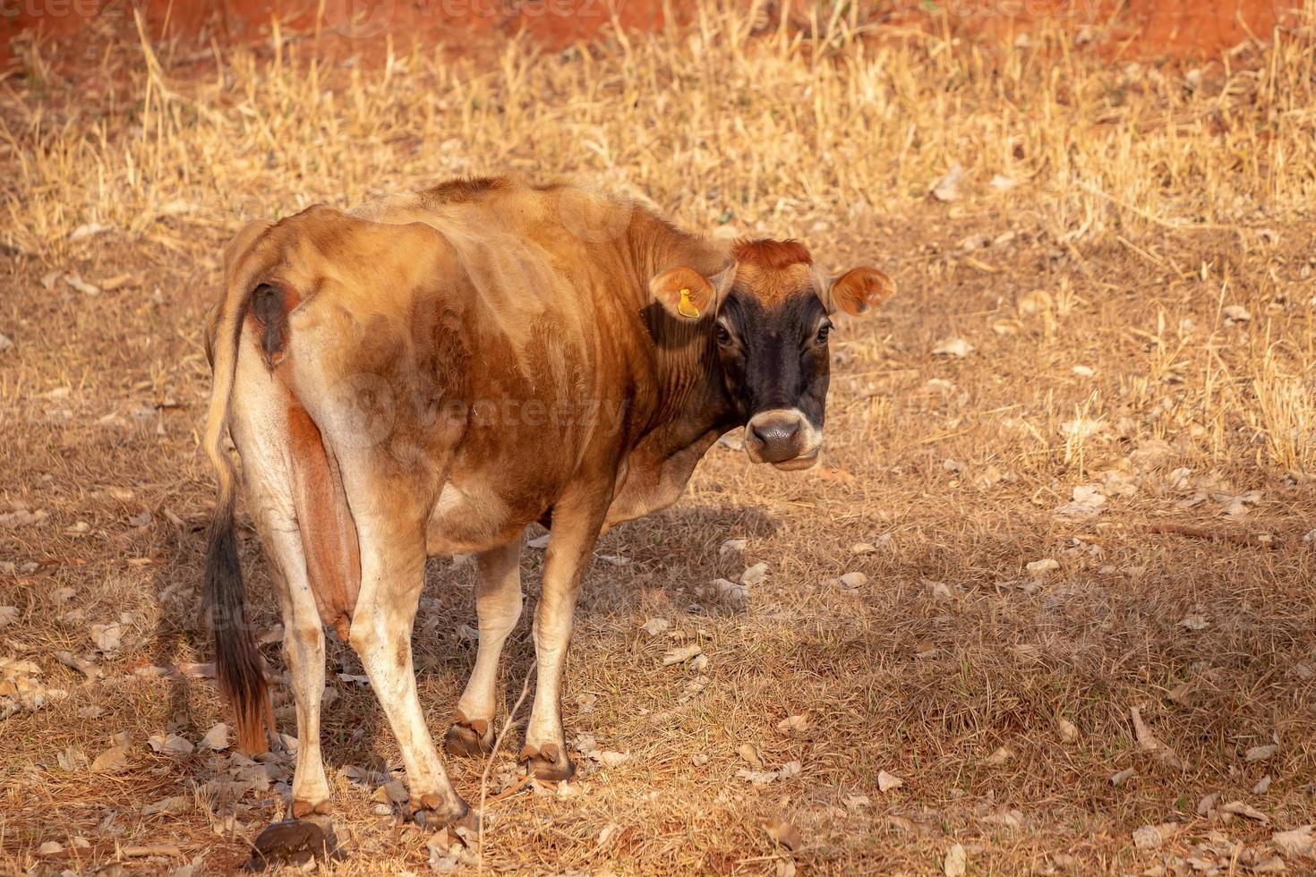 mucca in una fattoria foto