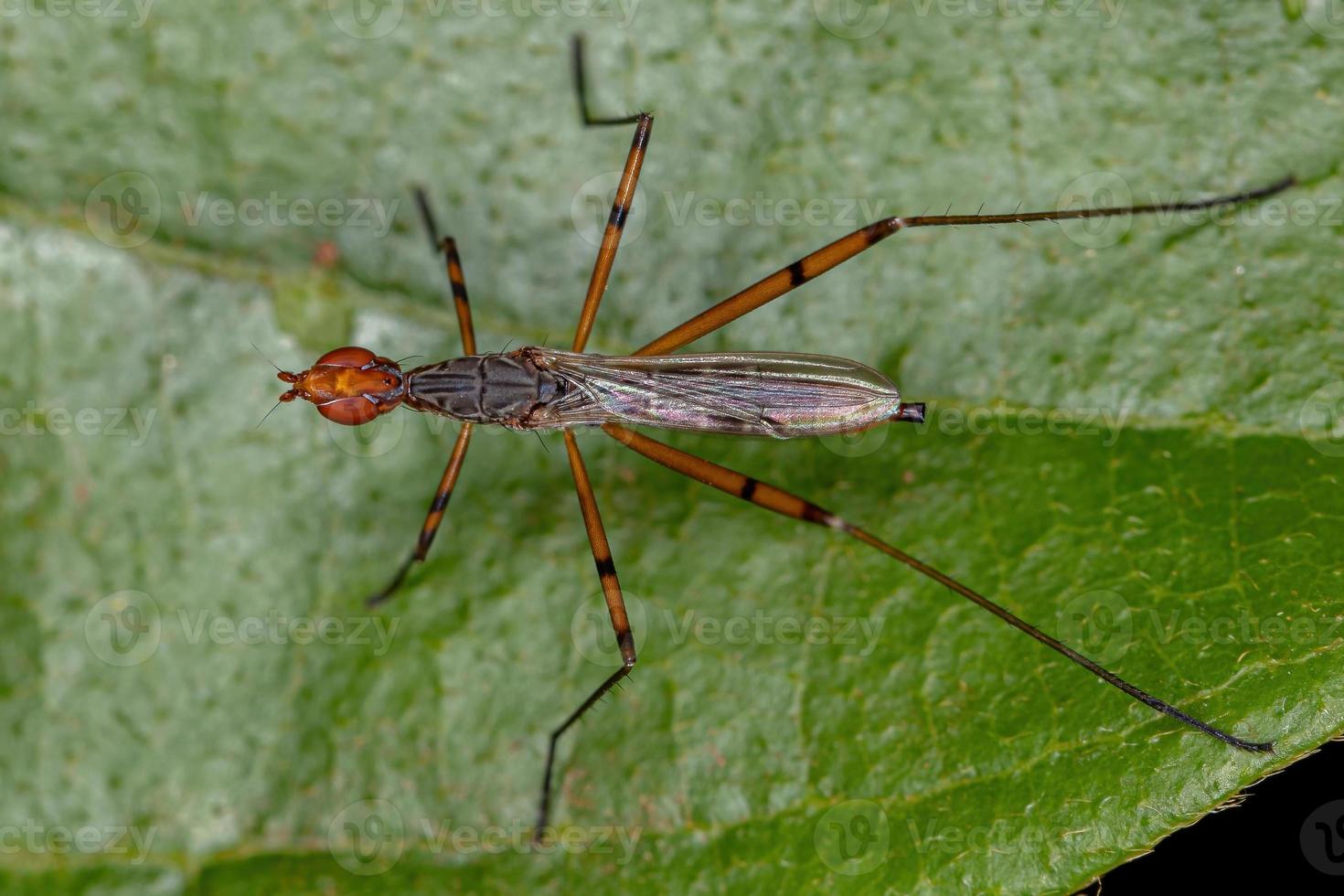 mosca trampoliere adulto foto