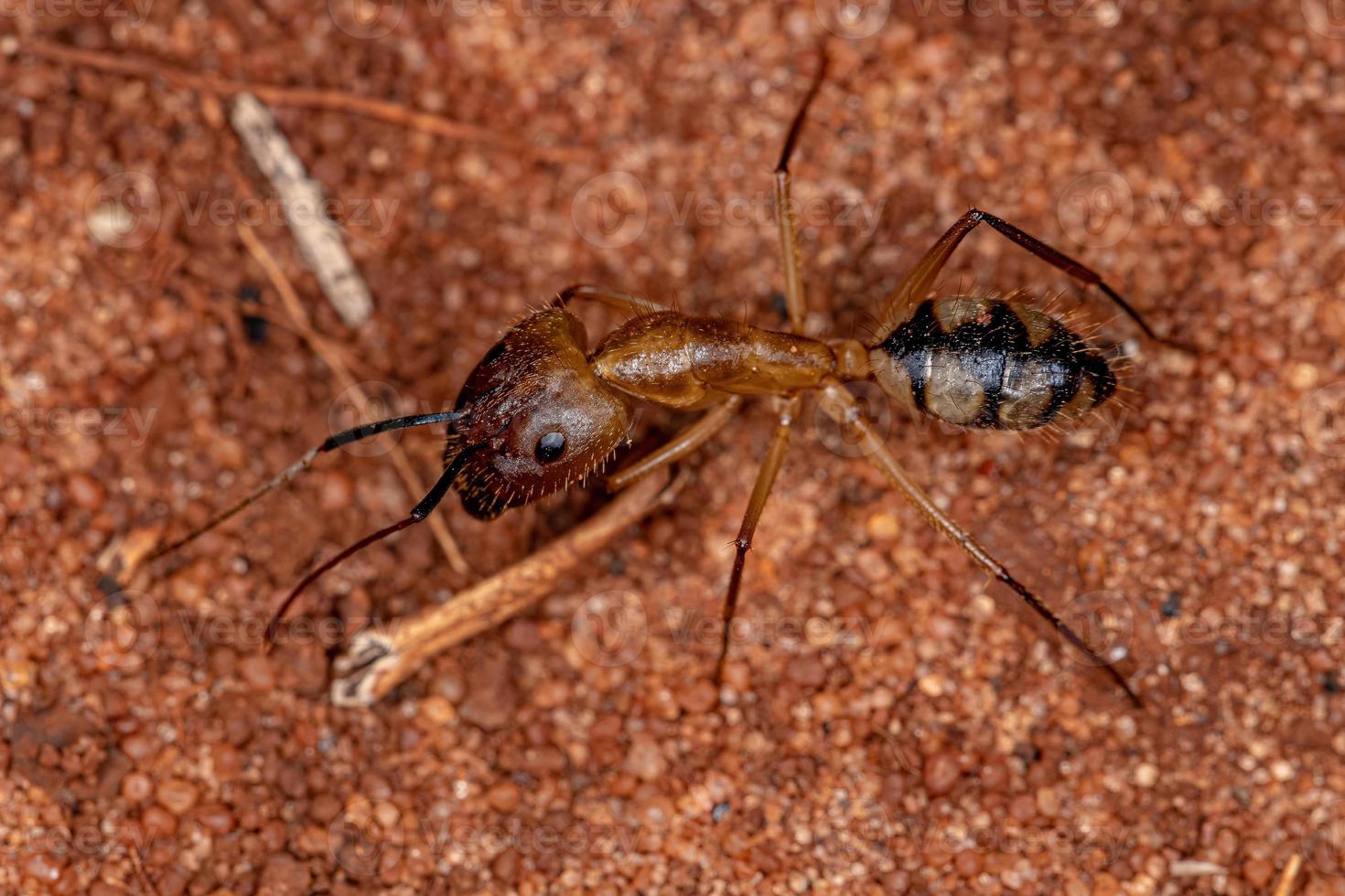 femmina adulta falegname formica soldato foto