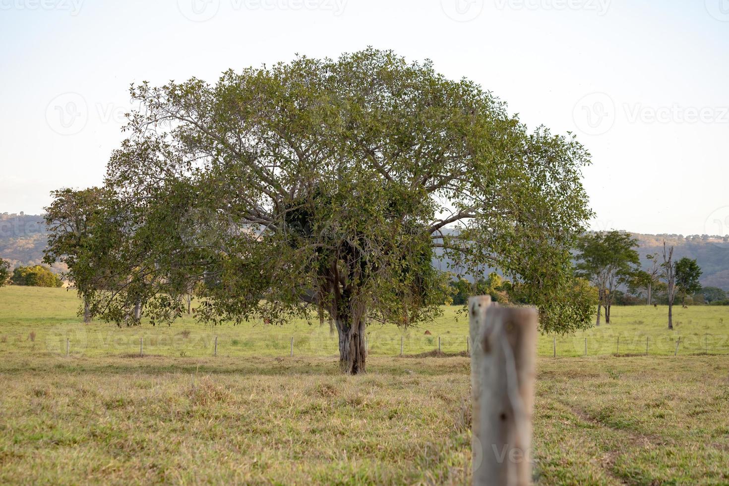 grande albero di angiosperme foto