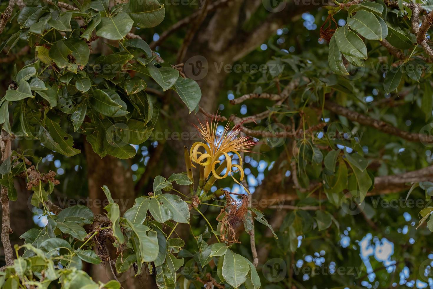 albero delle provviste brasiliane foto