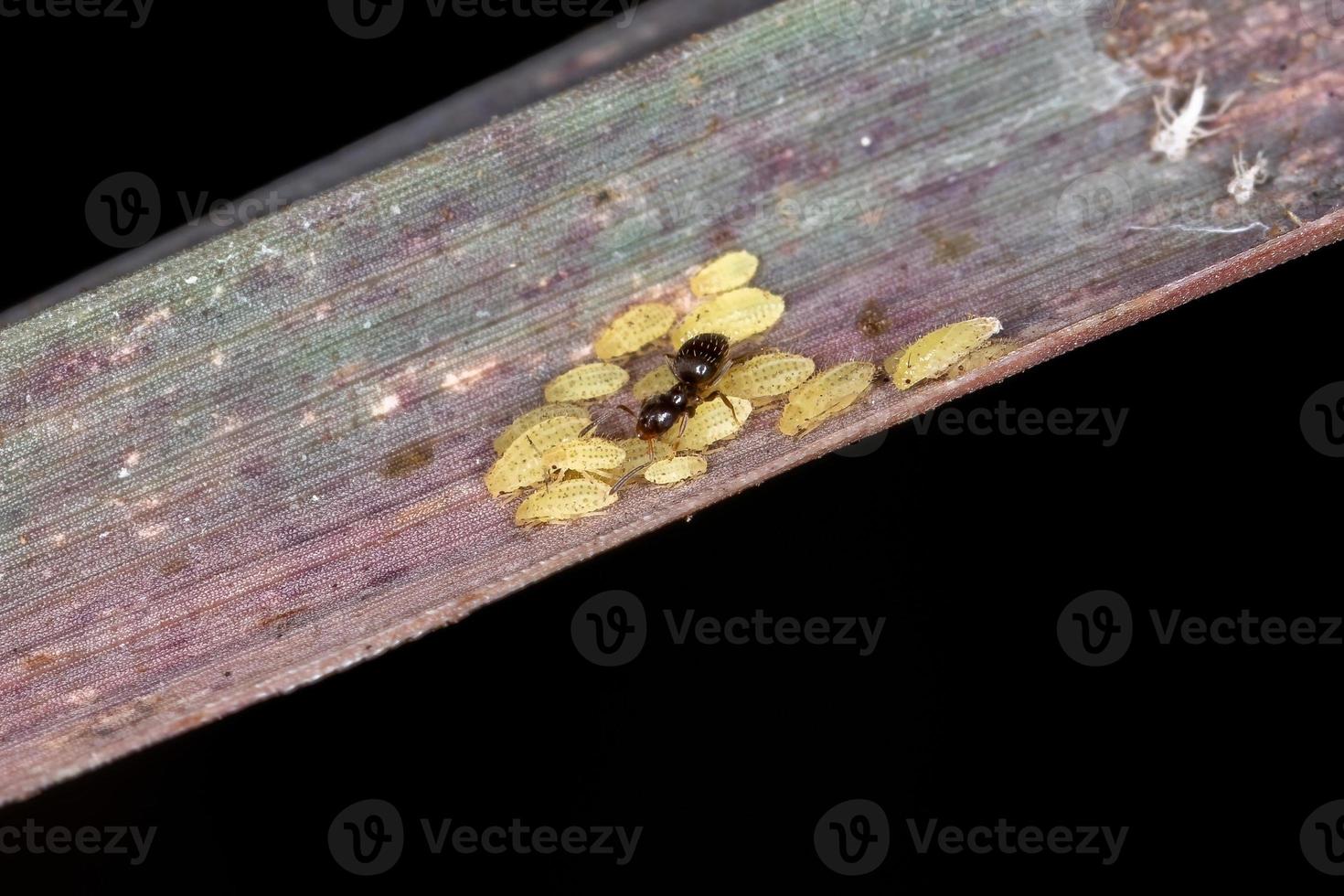 piccoli afidi gialli ninfe foto