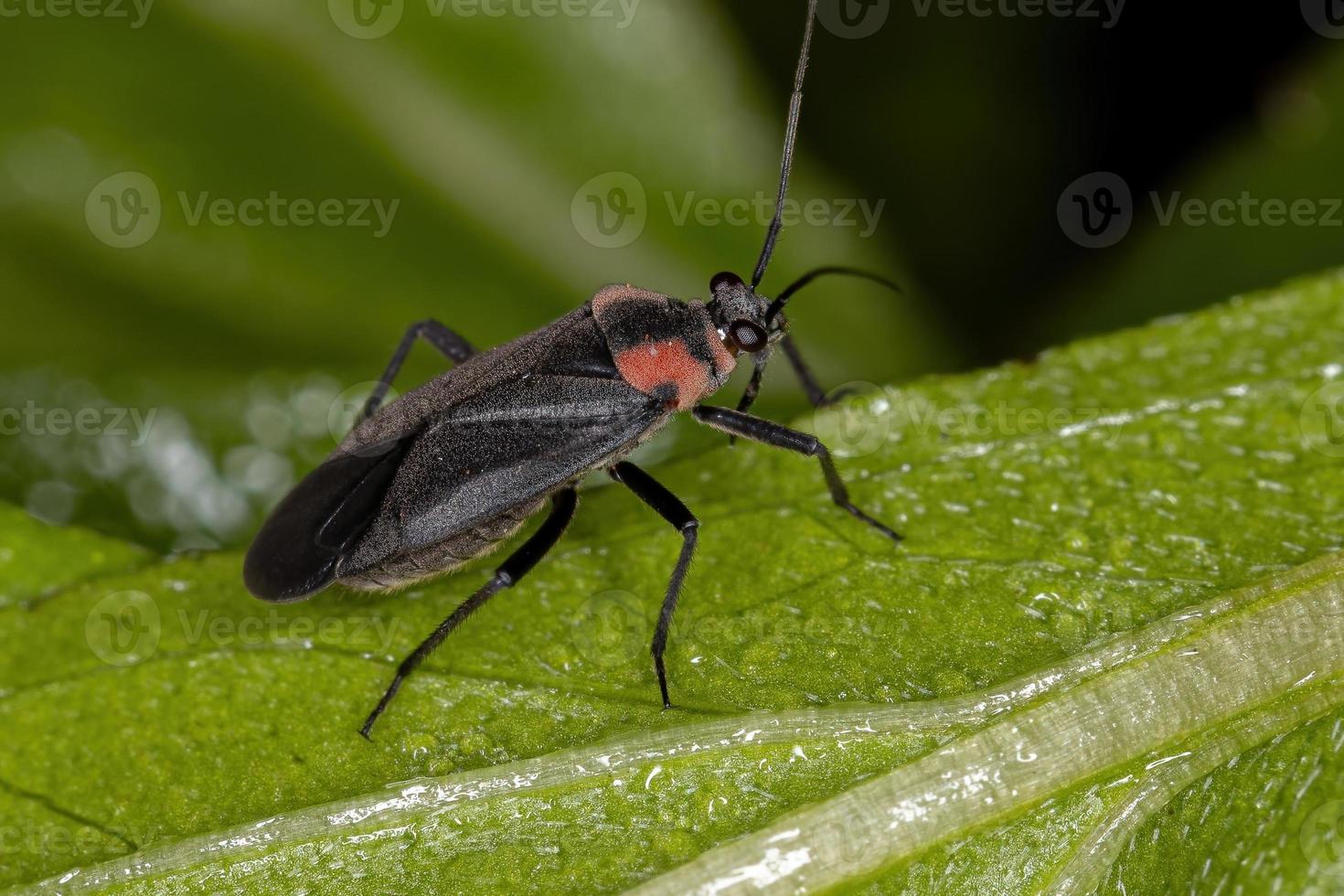 cimice della pianta adulta foto