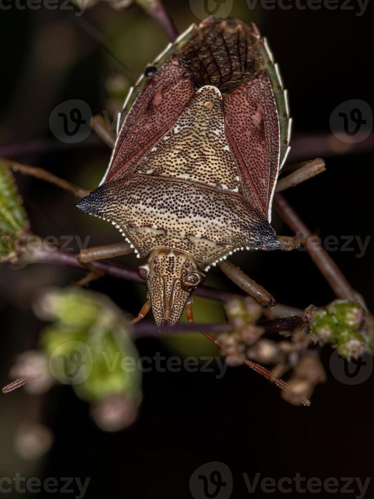 cimice del ventre verde adulto foto