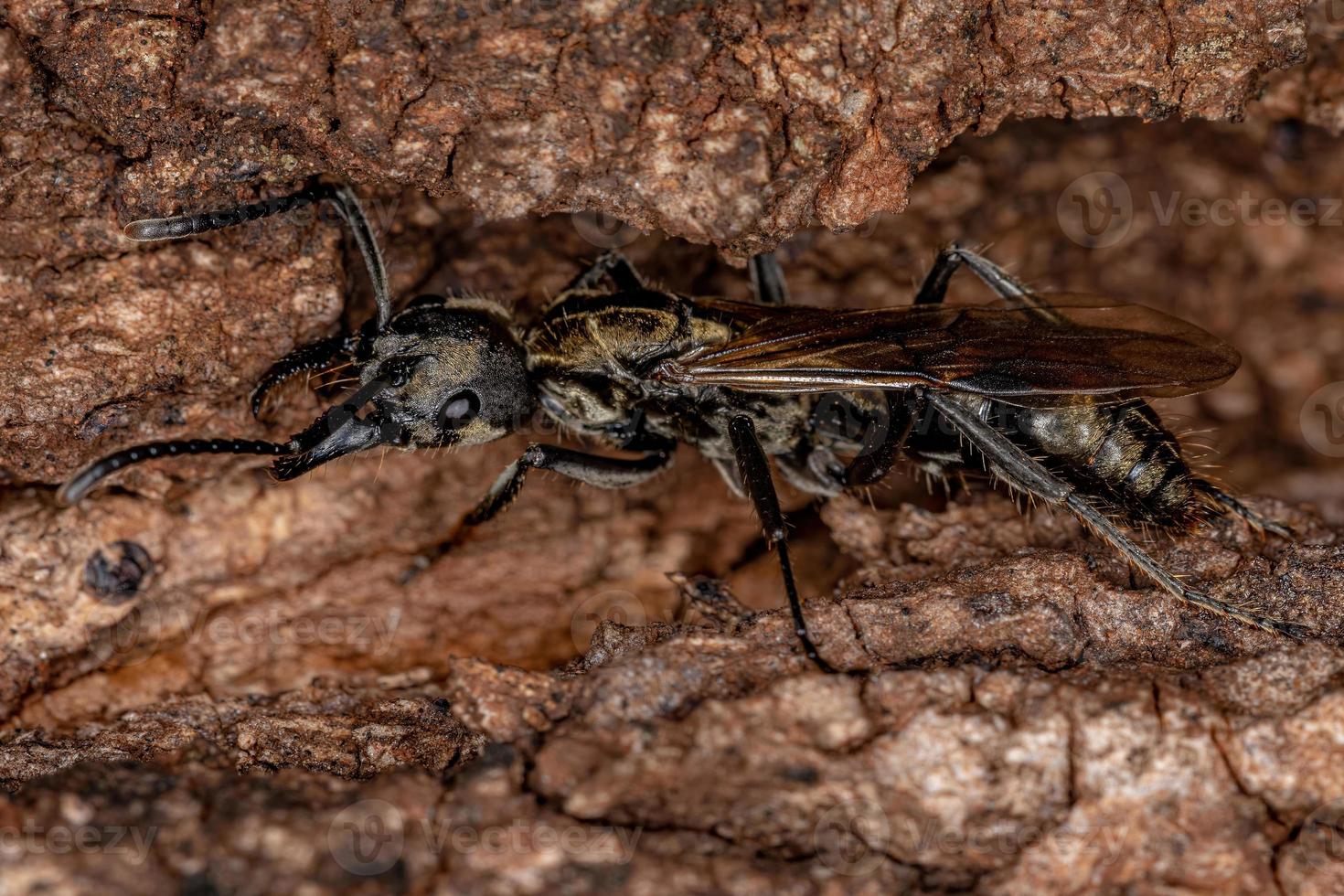 formica regina ponerina femmina adulta foto