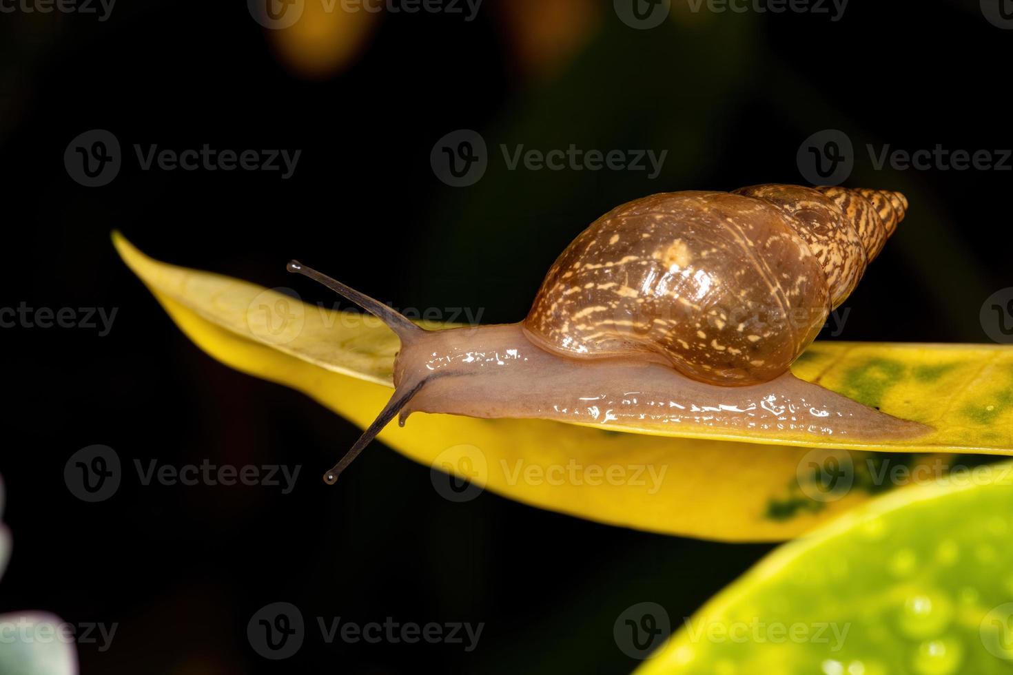 lumaca helicinan brasiliana foto