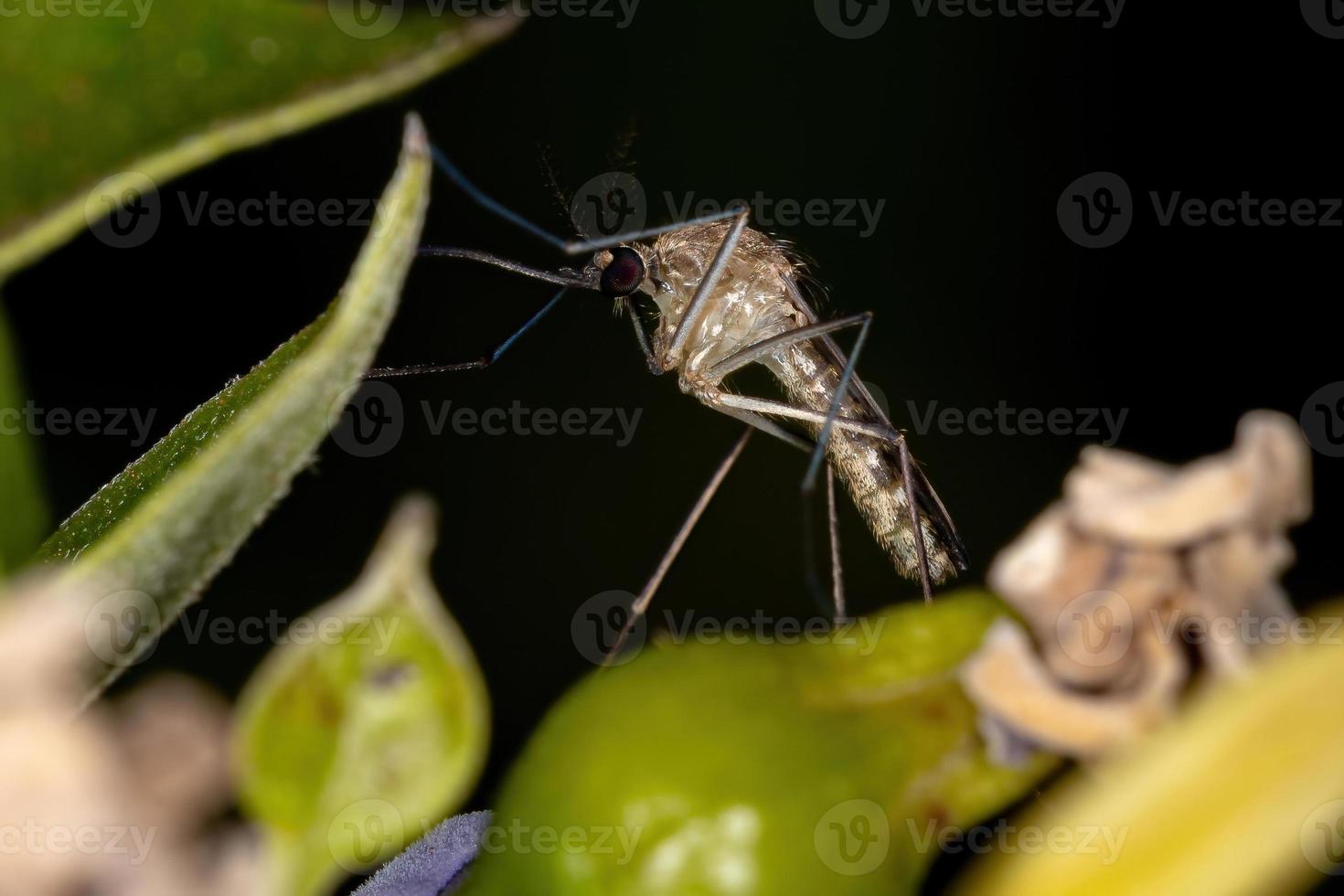 zanzara culicina adulta foto