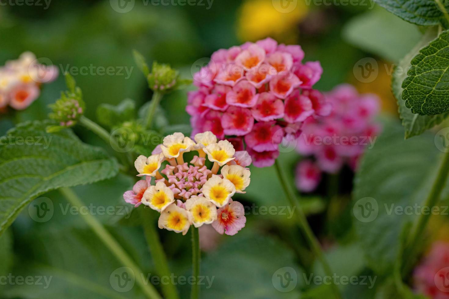 fiore di lantana comune foto