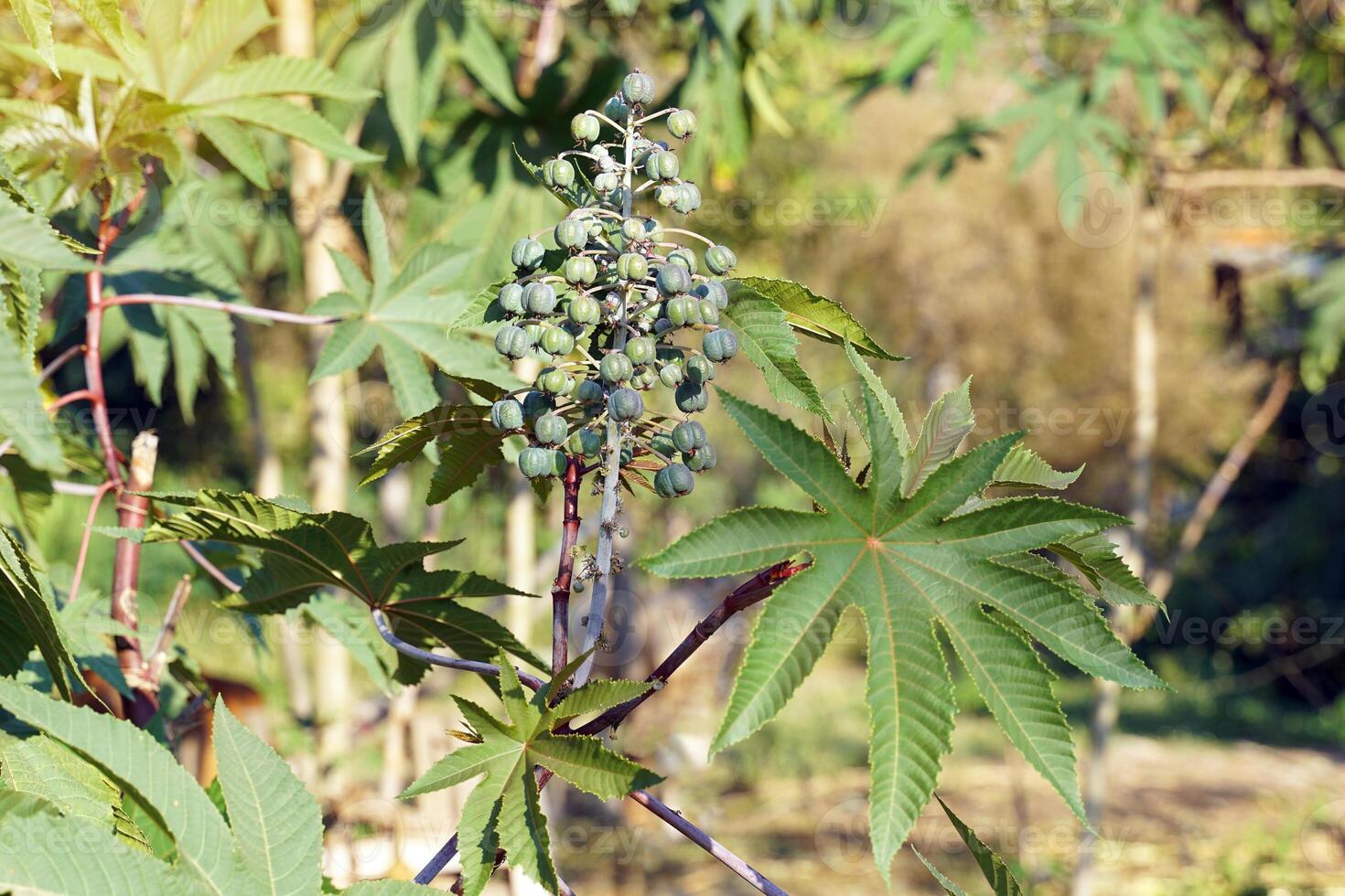 ricino olio pianta è un' piccolo arbusto. il le foglie avere circa 6-11 lobi. il frutta è di forma ovale. il pelle ha morbido simile a una spina capelli e il totale frutta somiglia un' rambutan frutta. foto