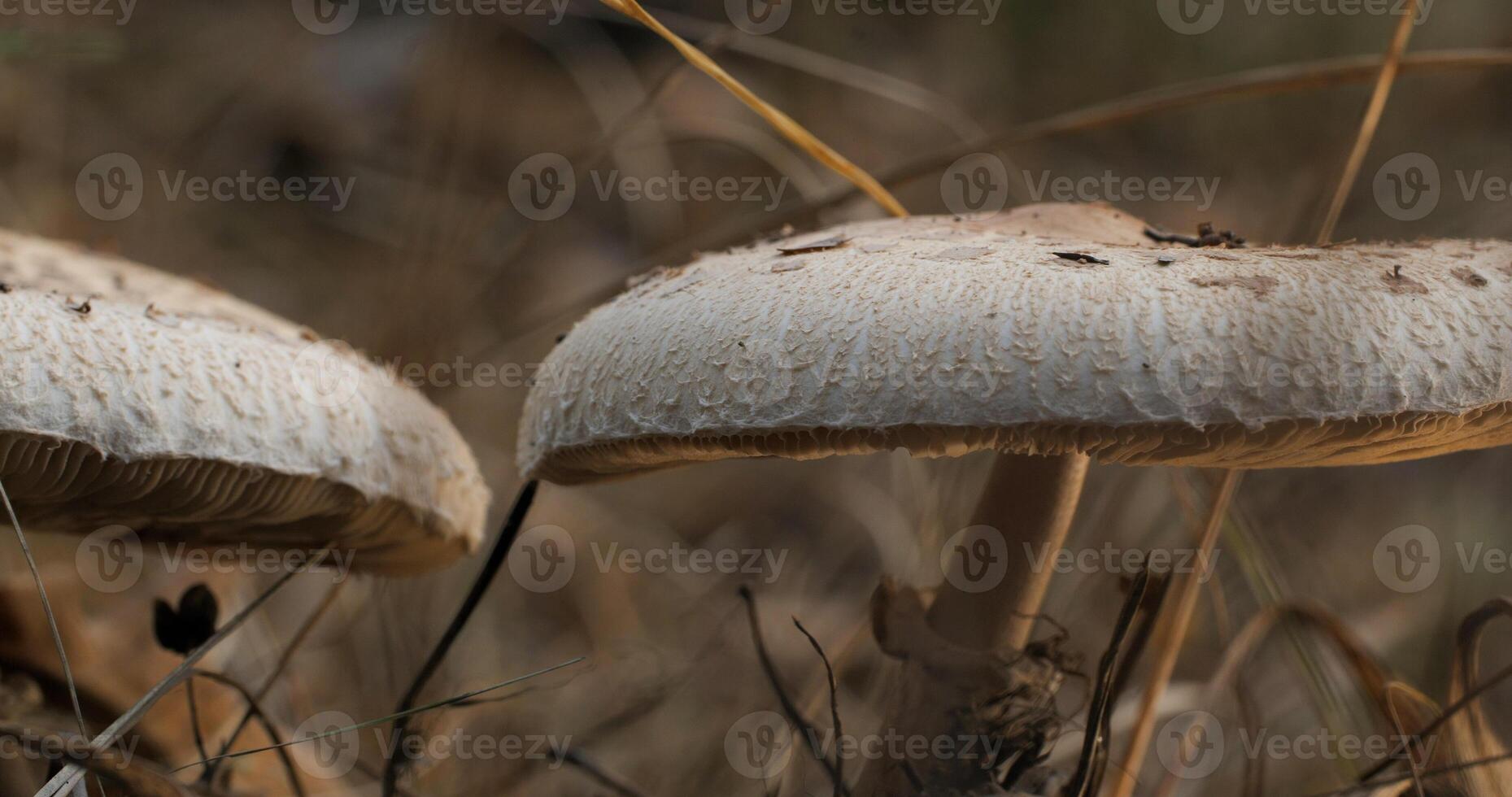 il parasole fungo nel il foresta nel autunno stagione. Macrolepiota Procera, avvicinamento foto