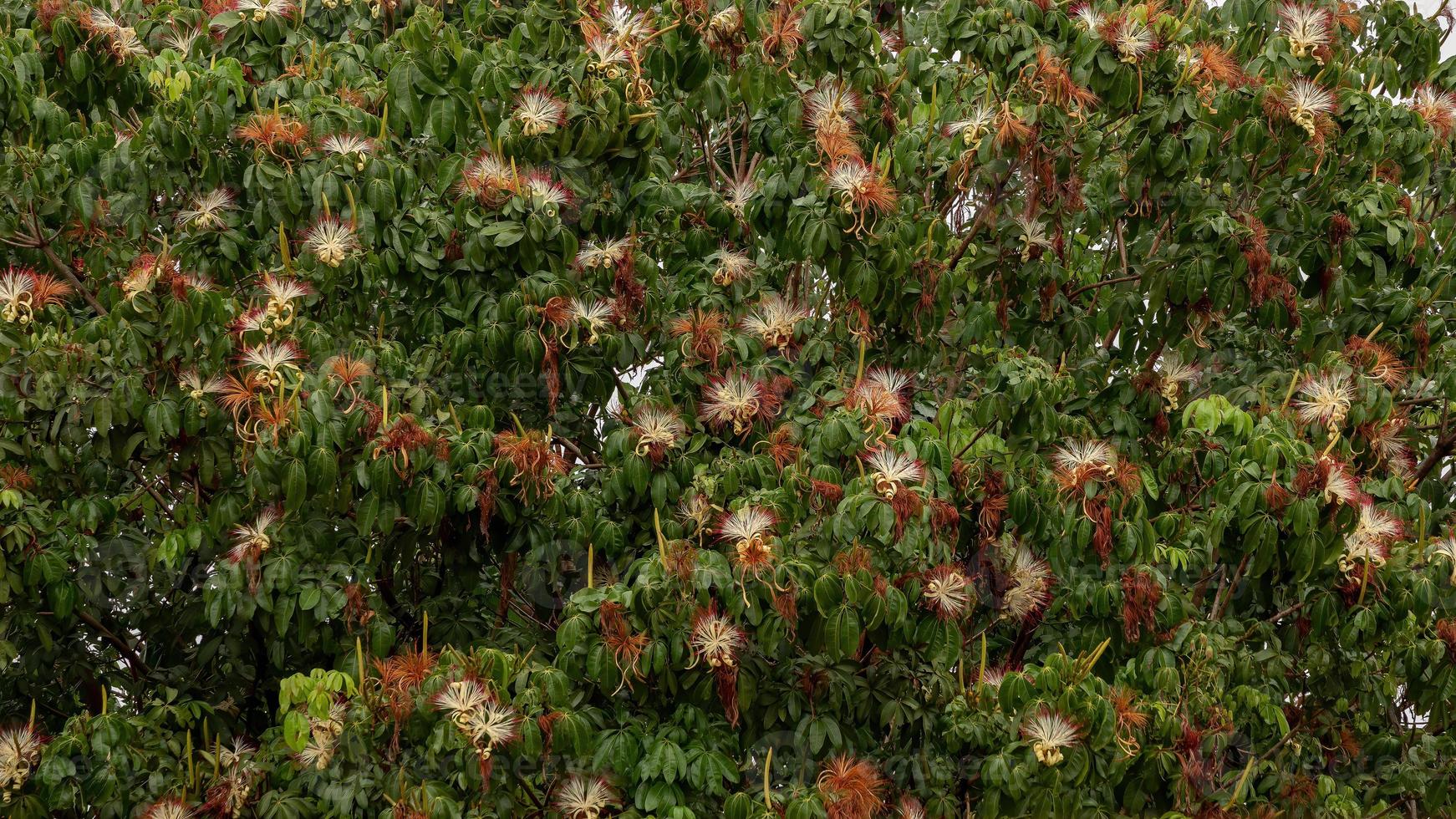 albero delle provviste brasiliane foto