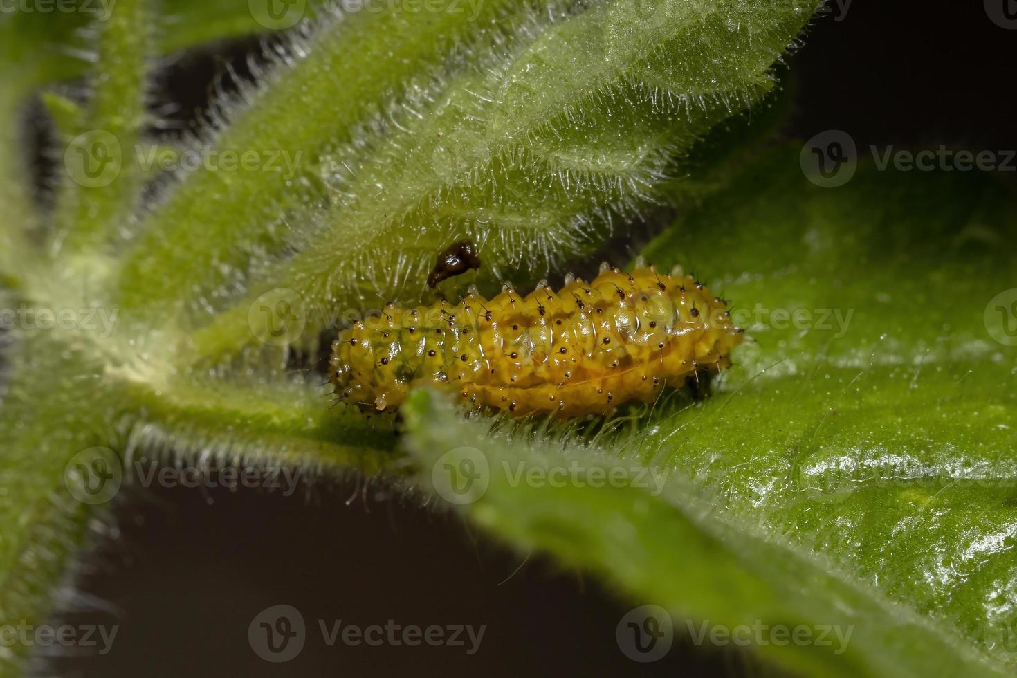 larve di coleotteri delle pulci foto