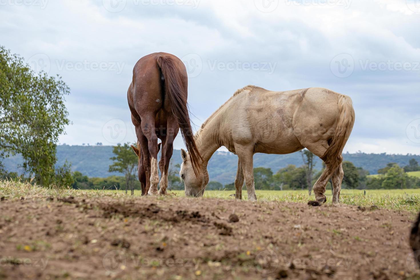 cavallo in una fattoria brasiliana foto