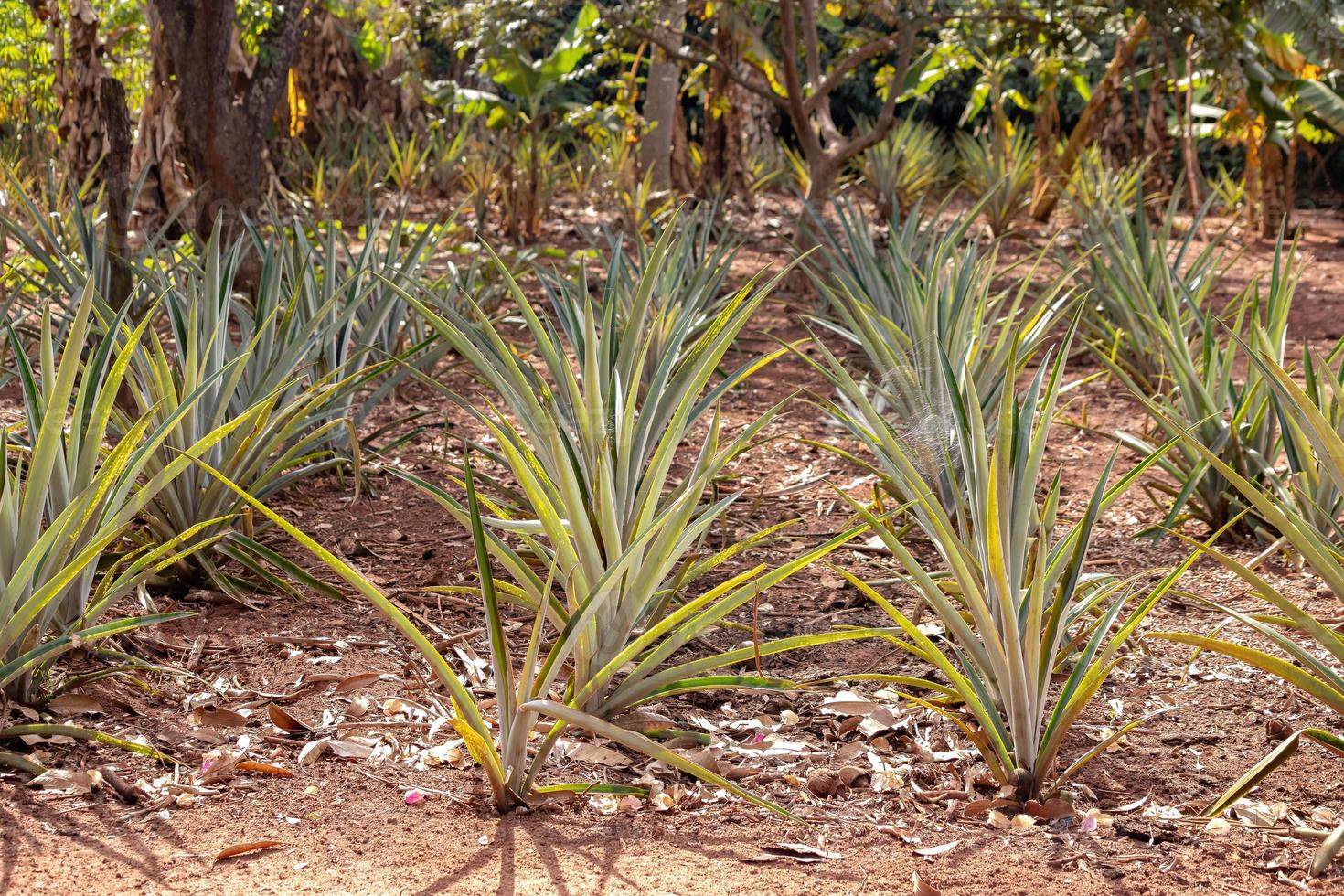 ananas coltivato in piantagione foto