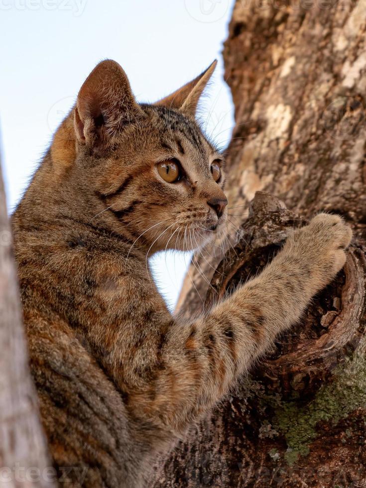 gatto domestico selvatico foto