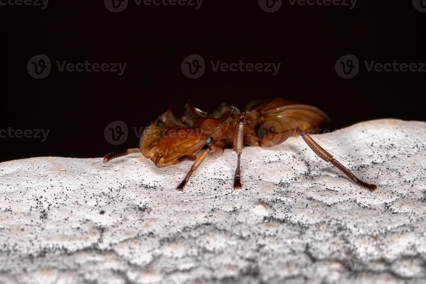 formica tartaruga gialla adulta foto