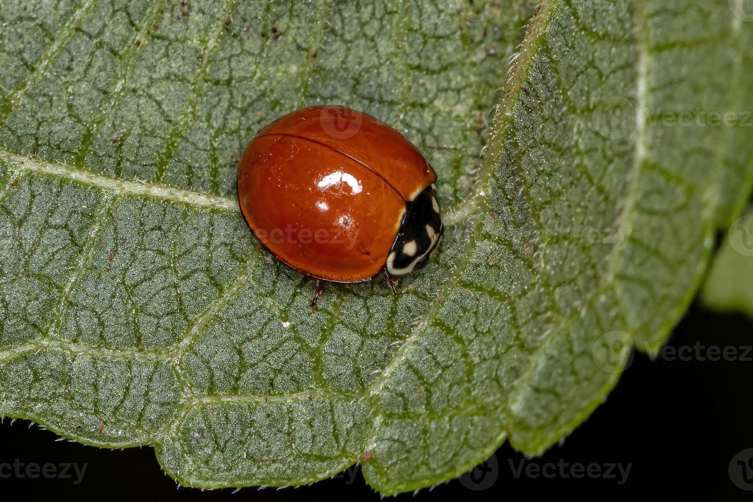 scarabeo adulto immacolato foto