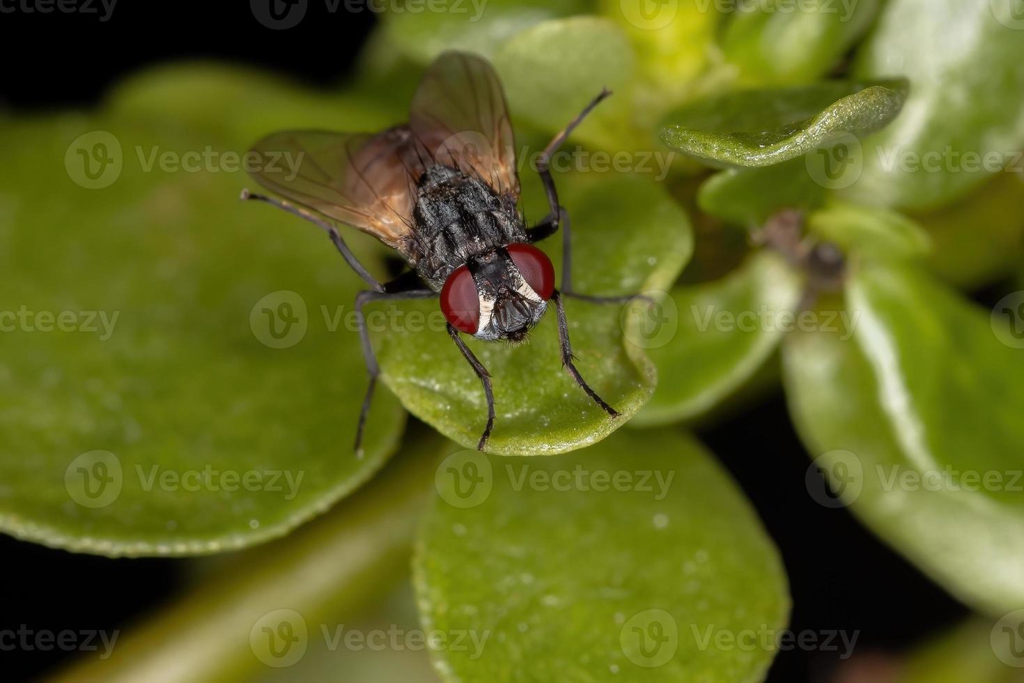 mosca domestica adulta foto