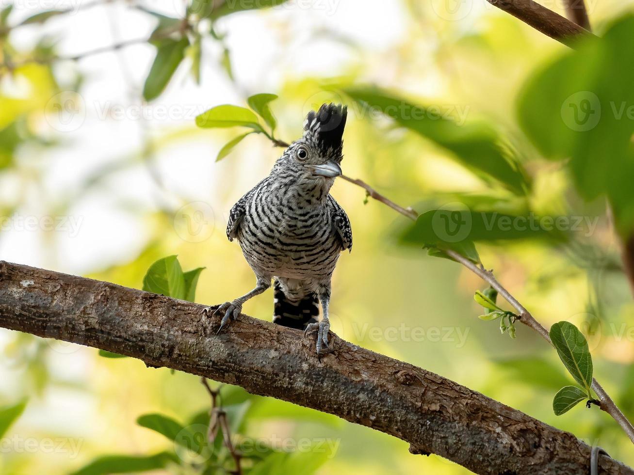 maschio brasiliano sbarrato antshrike foto