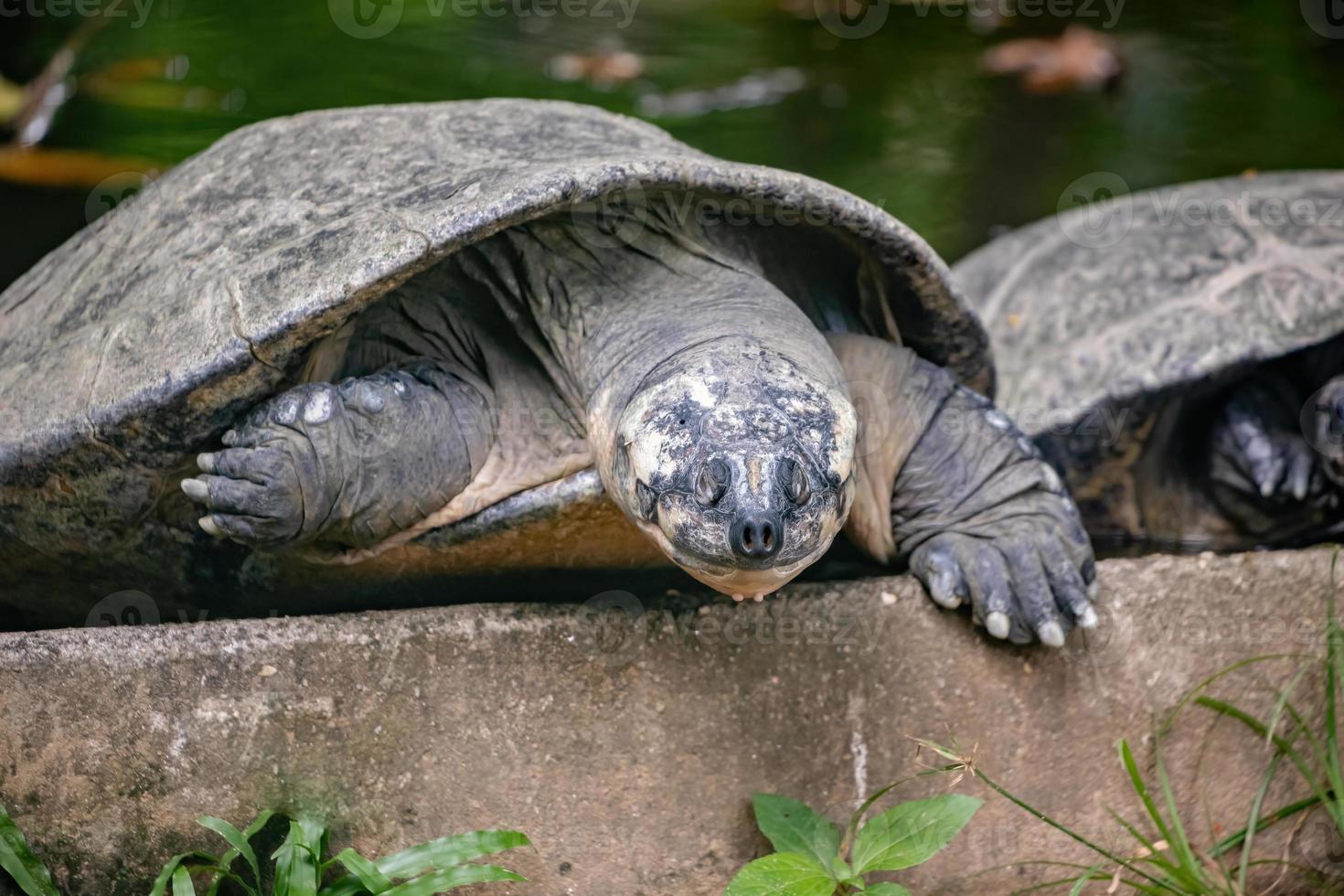 tartaruga gigante sudamericana foto