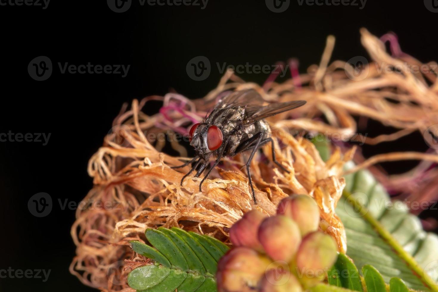 mosca domestica adulta foto