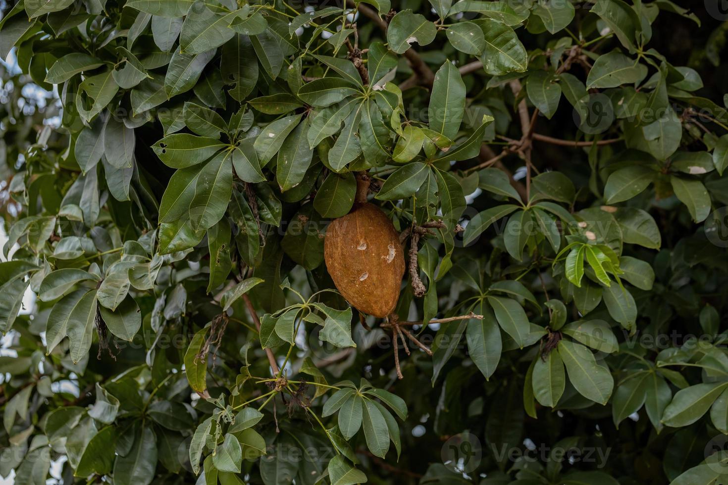 albero delle provviste brasiliane foto