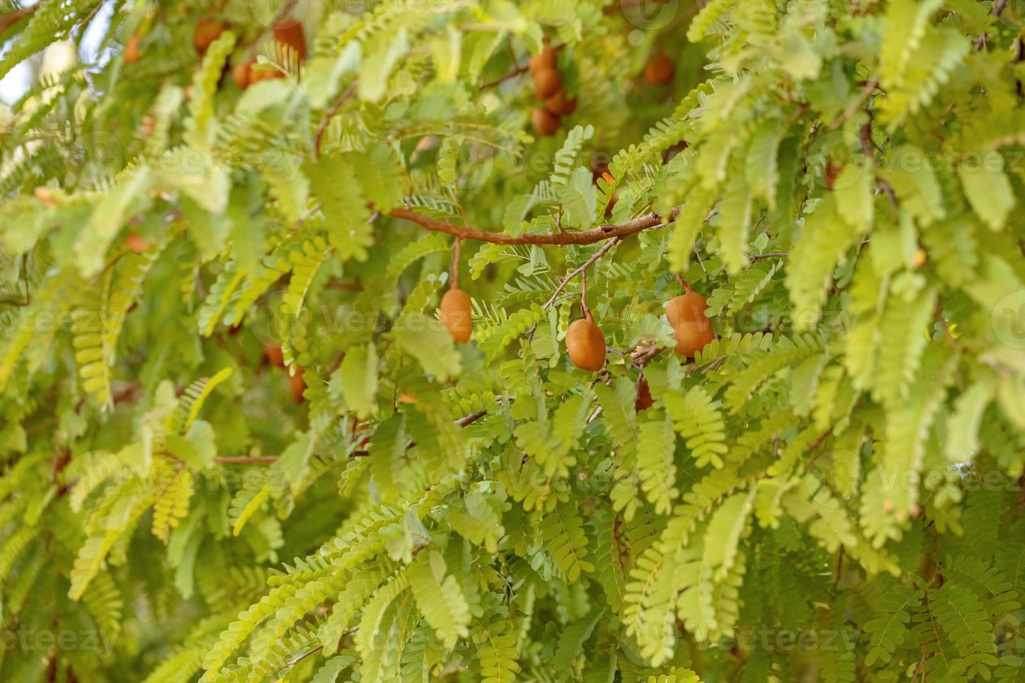 foglie di un albero di tomarindo con alcuni frutti foto