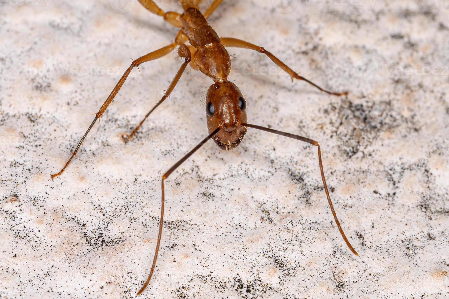 formica carpentiere femmina adulta foto