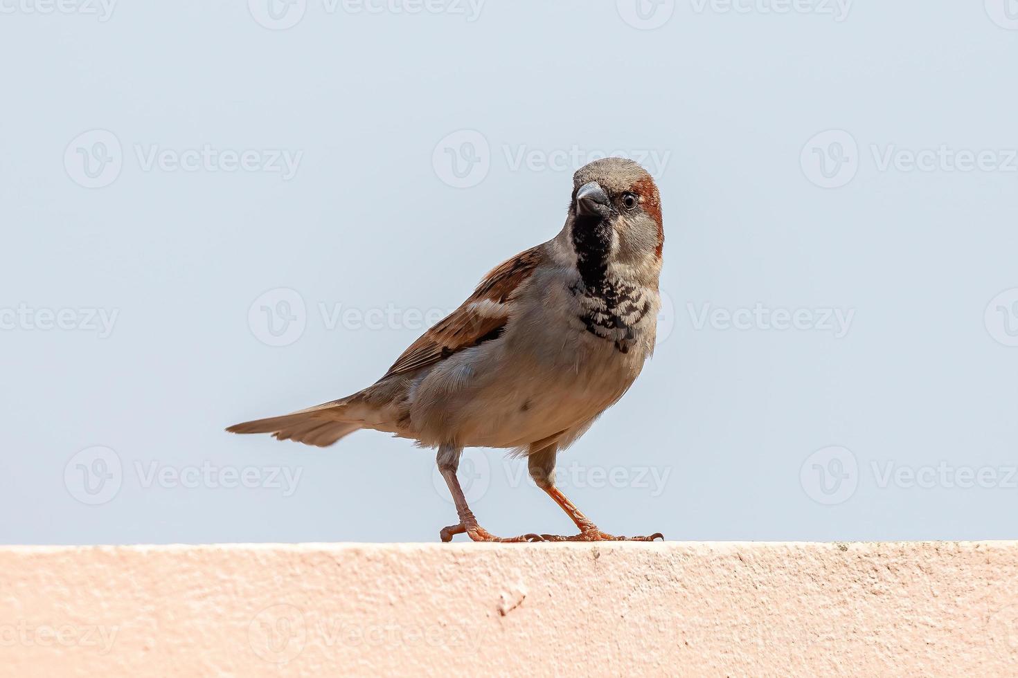 passero adulto foto