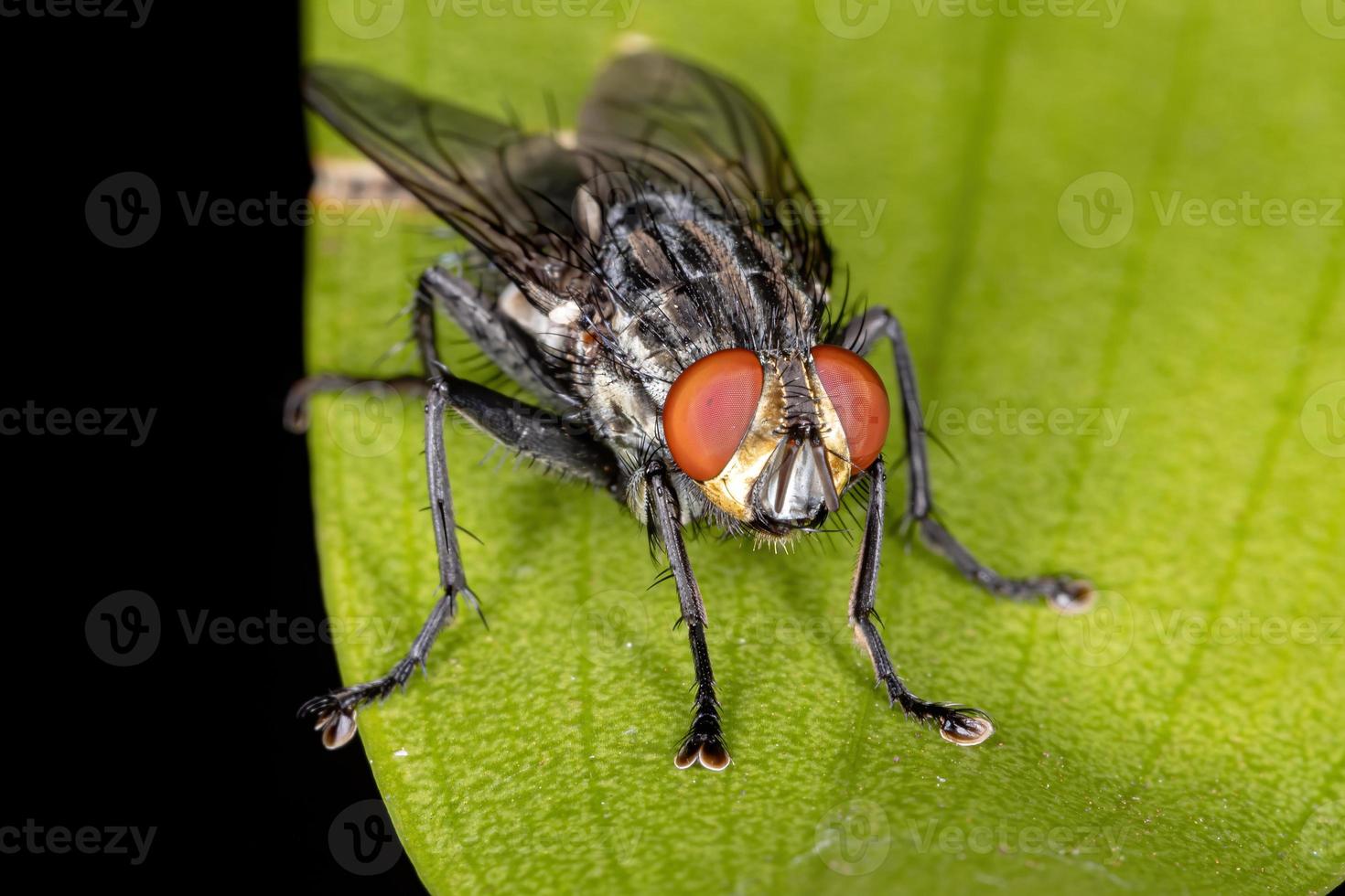 mosca di carne adulta foto