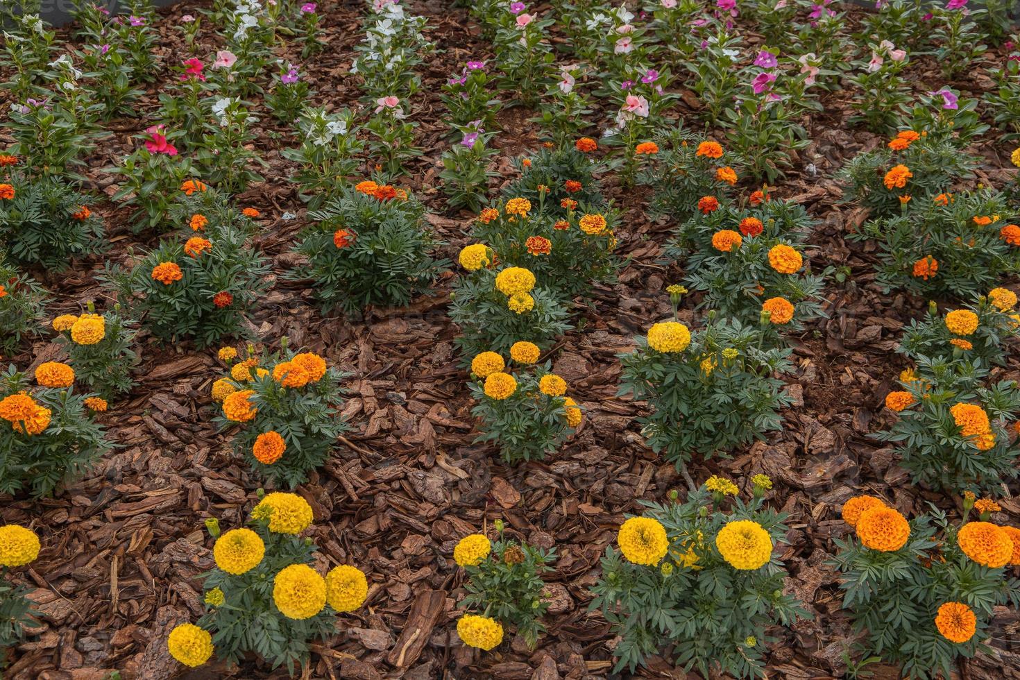 calendule fiori gialli foto