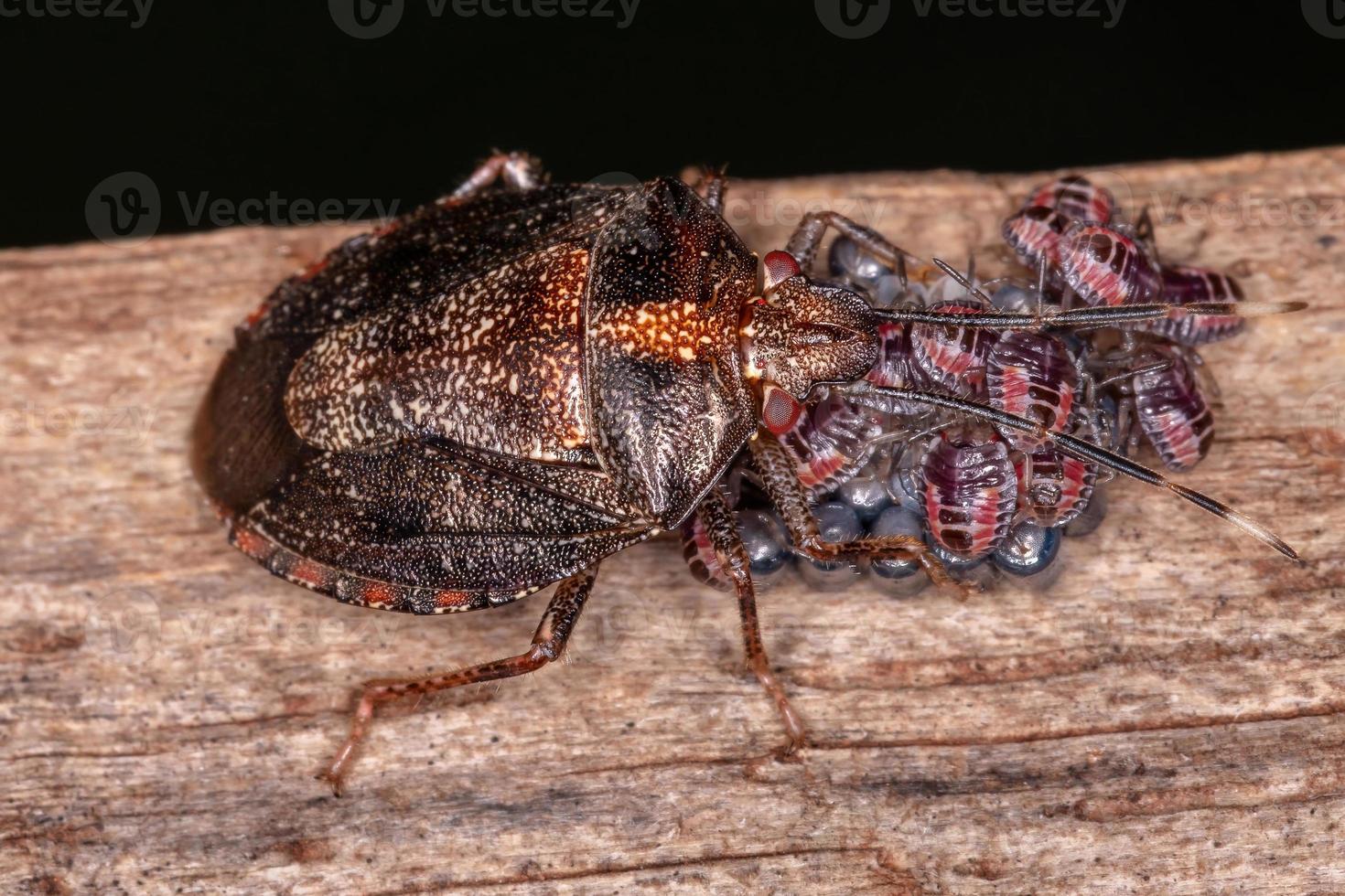 cimice puzzolente femmina adulta foto