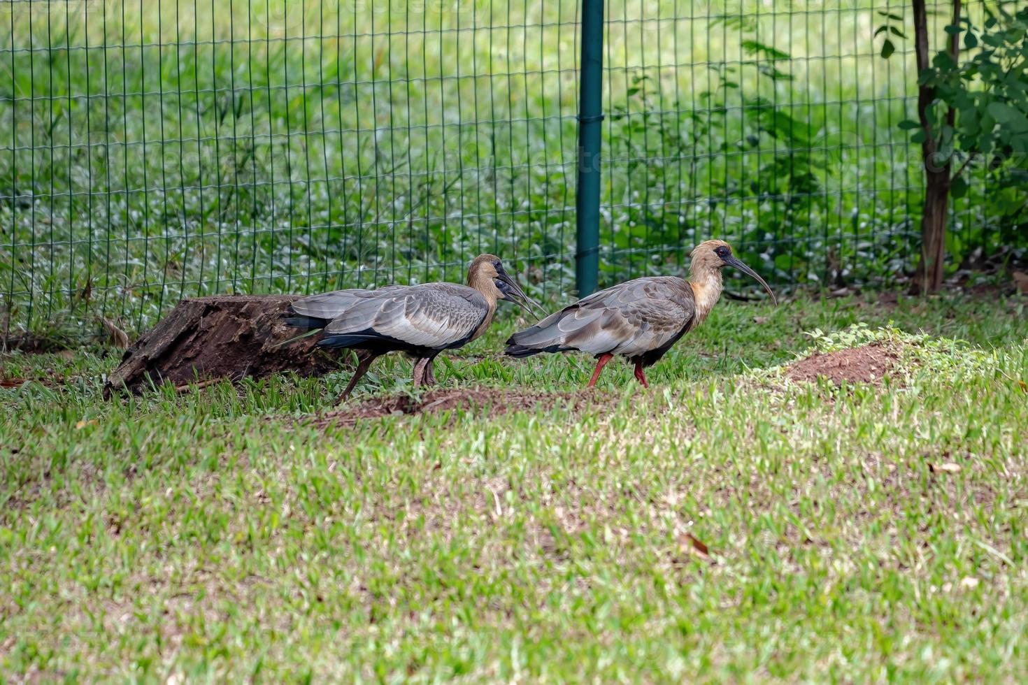 ibis dal collo camoscio foto